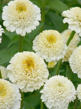 ZINNIA Zinderella White
